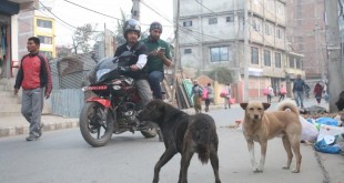 dogs-1